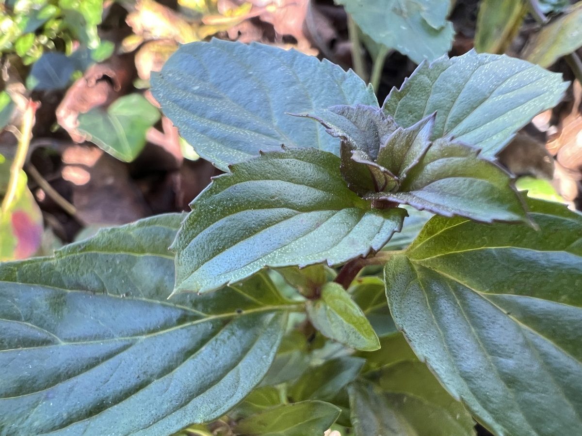 Menthe Eau De Cologne Les Jardins Du Gu