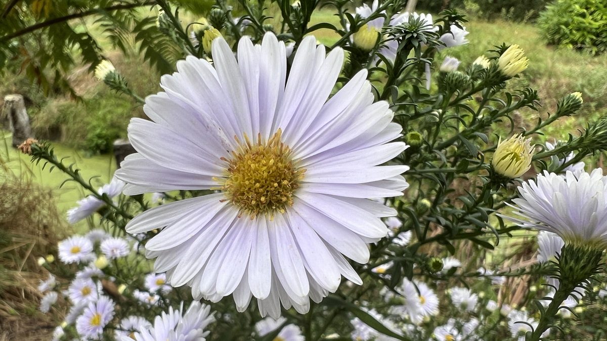 Aster 'Porzellan' - Les Jardins du Gué