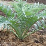 Cynara cardunculus f. cardunculus