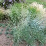 Eragrostis elliottii 'Wind Dancer'