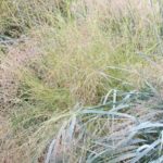 Eragrostis elliottii 'Wind Dancer'