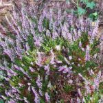 Erica x darleyensis 'Eva Gold'