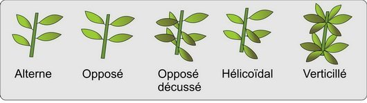 Feuille - phyllotaxie