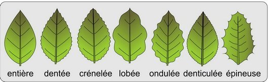 Feuille - bordure du limbe