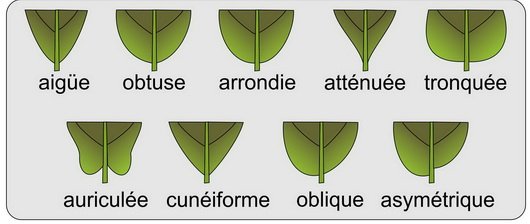 Feuille - base du limbe