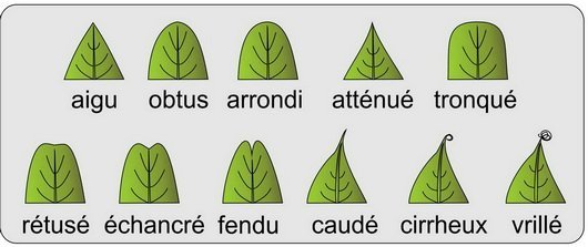 Feuille - formes de l'apex - planche 1
