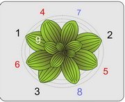 Indice phyllotaxique