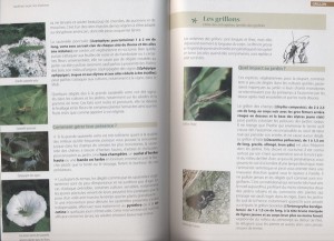 Extrait concernant sauterelles et grillons