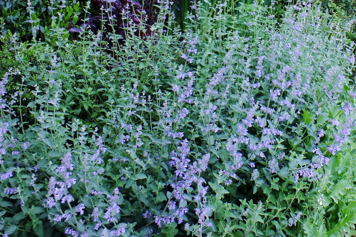 Nepeta x faassenii - Herbe à chat - plante vivace pour jardin sec