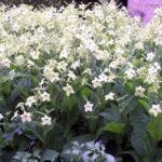 Nicotiana 'Perfume Lime'