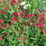 Nicotiana 'Perfume Red'