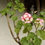 Pelargonium 'Apple Blossom Rosebud'