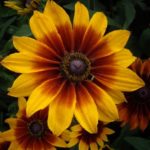 Rudbeckia 'Autumn Colors'