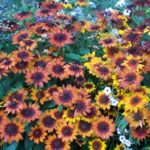 Rudbeckia 'Autumn Colors'