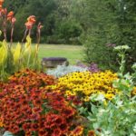 Rudbeckia 'Autumn Colors'