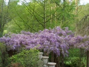 La glycine